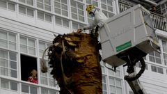 El �rbol, infectado por el picudo rojo, fue talado en la ma�ana de este lunes