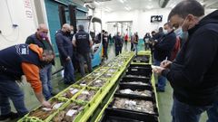 Subasta de pescado, pulpo y choco en la lonja de Burela, en marzo de 2022