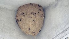 Nido de velutina en Monforte