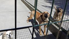 Imagen de archivo de la perrera municipal de Ribeira