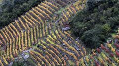 Vi�as en bancales en la ribera del Sil en Doade, donde la mecanizaci�n es inviable