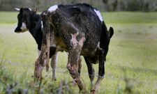 Cad�veres. En la foto de arriba, cuerpos de vacas muertas en distintos puntos del interior de la explotaci�n ganadera. Y en la de abajo, dos de las reses supervivientes, que ayer pastaban con signos de desnutrici�n en el terreno situado tras esta granja de la parroquia chantadina de San Pedro de Viana. 