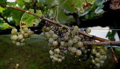 Las lluvias ca�das ayer han ocasionado nuevos da�os a la futura cosecha de albari�o. 