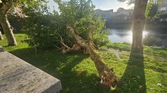 El �rbol que se vino abajo el mi�rcoles en el paseo del Malec�n