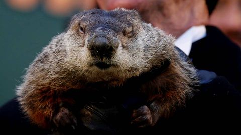 Cuando est� soleado supuestamente la marmota ve su sombra y se mete en la guarida de nuevo, lo que quiere decir que habr� seis semanas m�s de invierno.