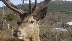 Imagen de Carlitos con las marcas en una oreja que le han servido a los vecinos para identificarlo