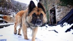 Un perro camina por la nieve en San Juan de Beleo, Ponga, Asturias