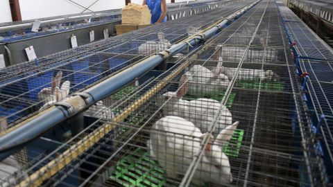 La investigaci�n pretende demostrar la importancia de las algas para mejorar la salud de animales como cerdos y conejos.