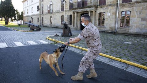 En la imagen, uno de los perros adiestrados del Cuartel de Dolores, en un ejercicio con el jefe de la unidad cinol�gica, Gonzalo Pita