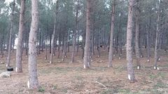 Bosque de aprovechamiento de resina
