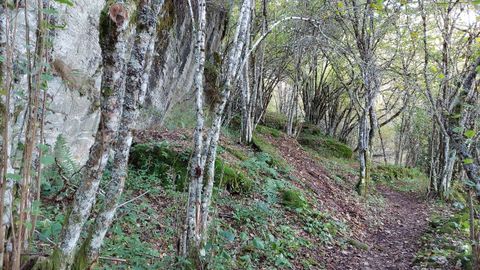 Hayedo de Busmayor. Paisaje otoal