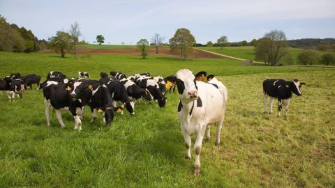 Una explotaci�n ganadera