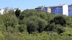 Imagen de archivo de maleza en el entorno de Lugo, un lugar id�neo para refugio de jabal�es