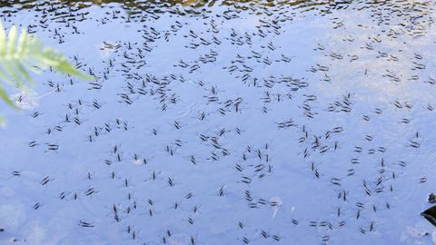 INSECTOS EN UN RO DE CARBALLO 