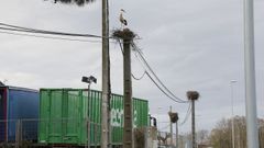 Cig�e�as cerca de la N-540 en Lugo que causan cortes de luz al anidar en los postes