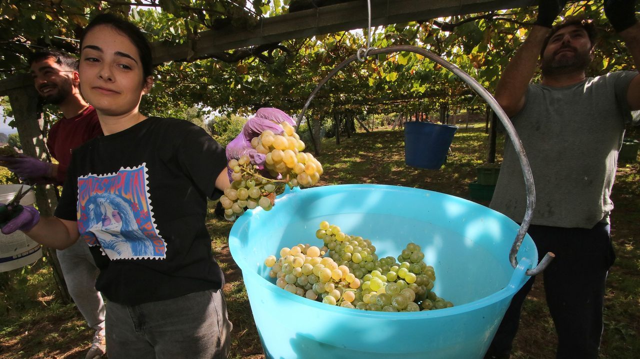 El prólogo de la vendimia: las bodegas buscan personal para una campaña madrugadora