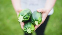 Un agricultor enseña tres calabacines