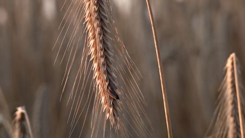 A pel�cula viaxa no tempo para rescatar a historia social do fungo do centeo