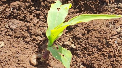 Estado que presenta una de las plantas atacada por la rosquilla gris -al lado del tronco, un ejemplar del insecto- que come las hojas y tiene tanta voracidad que es capaz de destrozar una plantacin en pocas horas