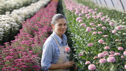 Vernica Souto, de Floradeira, en sus plantaciones de crisantemo en Paderne.