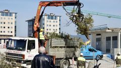 Tala de �rboles en la zona del centro comercial Vialia