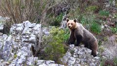 Oso en alerta en Fuentes del Narcea