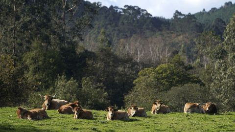 vacas rojas tomando el sol, en Colombres (Asturias).