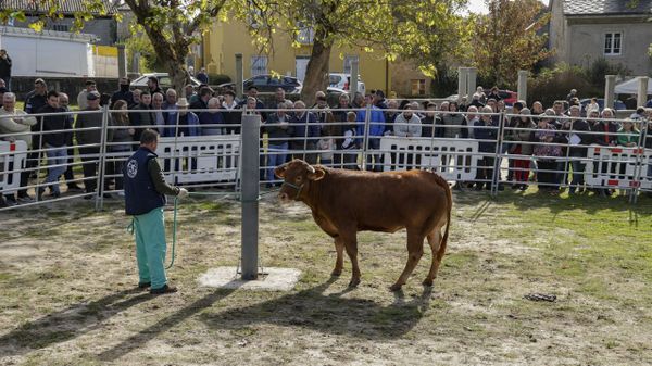En la subasta que Acruga celebr� el s�bado 24 en Adai (o Corgo) hubo buenos precios
