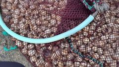 El berberecho decomisado