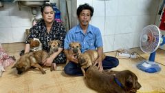 Pham Minh Hung y Nguyem Thi Chi en la habitacin de 12 metros cuadrados que comparten con los perros