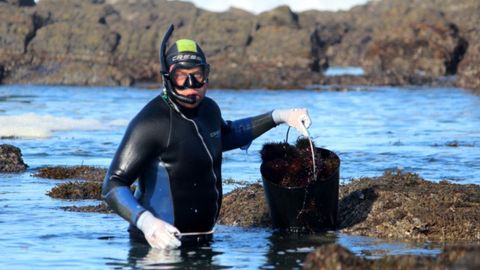 Captura del oricio en Asturias