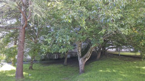 La escuela dispone de una amplia zona verde, con árboles de gran porte