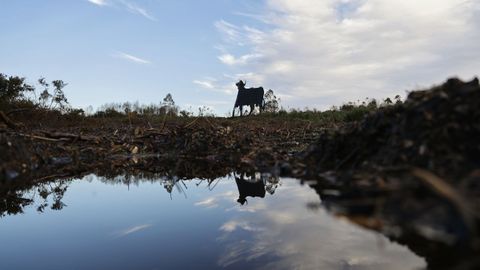 El toro de Osborne de Coir�s, decapitado por el viento. 