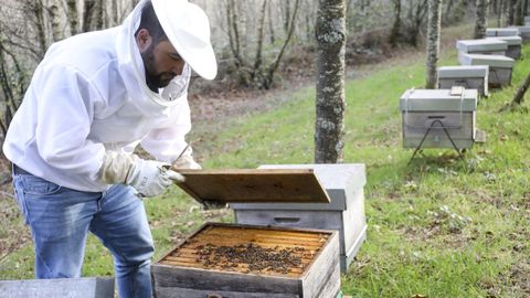 La Agrupaci&oacute;n Ap&iacute;cola de Galicia recomienda alimentar a las abejas antes de que llegue el invierno
