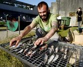 Adem�s del fuego, el San Juan implica m�s costumbres, como las sardinas asadas y buena m�sica para acompa�arlas.