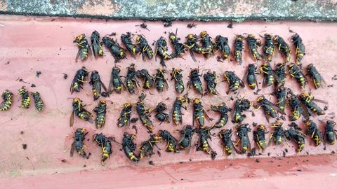 Avispas reina asiticas capturadas por un vecino de Llanes