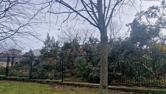 Tala de �rboles en Gij�n