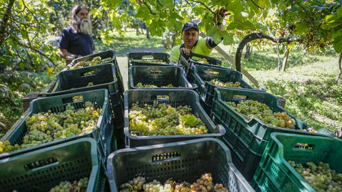 En la bodega Entre Os Ros acabaron estos das la vendimia del vino blanco