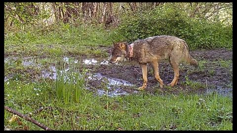 Lobo herido por el programa de marcaje del Principado, seg�n Fapas
