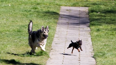 En Santiago hay seis zonas caninas señalizadas para «momentos de perricidad», tal y como destaca la web de Turismo, en las que los animales pueden corretear libremente (sin correa), hasta junto a ríos para darse un chapuzón. Están en la Alameda y en los parques de Belvís, Pontepereda (Conxo), rúa García Sabell (Galeras), Eugenio Granell (O Paxonal) y el de Carlomagno (Fontiñas).