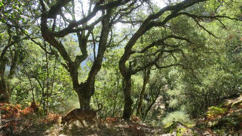 SOBREIRAL DO GRALLO. Este bosque oculto al margen do Mio transcurre por el concello de Carballedo, en plena Ribeira Sacra