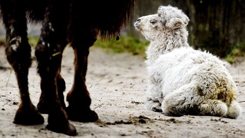 Un camello reci�n nacido junto a su madre, en el zoo de Amersfoort, en Holanda