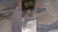 Un caballo y una yegua muertos en el El Pino