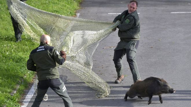 Unos agentes ambientales de la Xunta tratando de atrapar un jabal