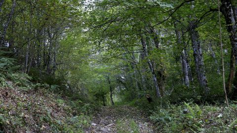Entre las actividades figura un  paseo terap�utico  por un bosque en Taboada