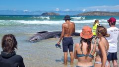 Un tibur�n peregrino de seis metros llega a la playa de Doni�os