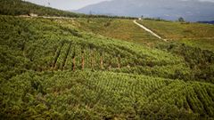 Vistas de una plantaci�n de pino en el monte Xiabre