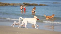 Imagen de archivo de perros en una playa de Vigo