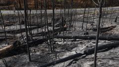 Imagen de uno de los montes de Carballeda de Avia quemados el pasado verano