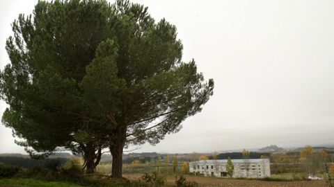 Estos pinos se encuentran en el entorno del centro Expolemos de Monforte